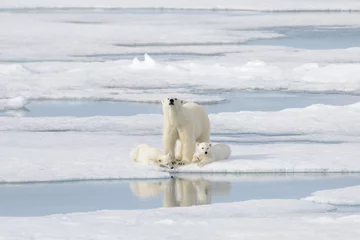 Türaufkleber Wilder Eisbär (Ursus Maritimus) Mutter und Jungtier auf dem Packeis © Alexey Seafarer
