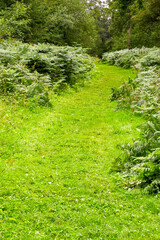 Grass covered path through a woodland. No people.