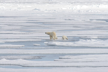 Wild polar bear (Ursus maritimus) mother and cub on the pack ice © Alexey Seafarer