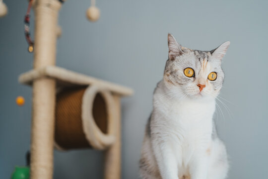 Cat looking out the window