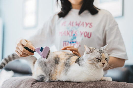 A woman combs her cat