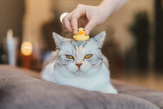 A hand putting a toy duck on cat's head