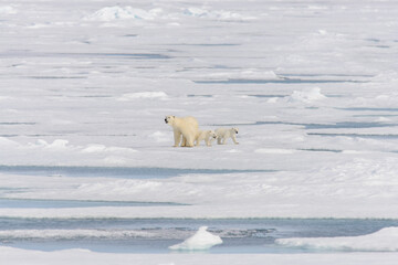 Polar bear mother (Ursus maritimus) and twin cubs on the pack ice, north of Svalbard Arctic Norway