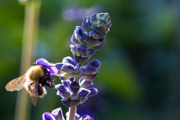 bee on a flower