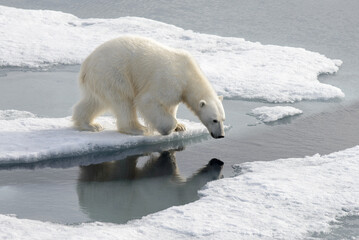 Wild polar bear on pack ice in Arctic © Alexey Seafarer
