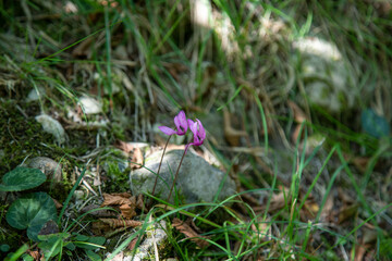 ciclamino di montagna