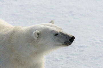 Obraz na płótnie Canvas Polar bear (Ursus maritimus) on the pack ice north of Spitsbergen Island, Svalbard, Norway, Scandinavia, Europe