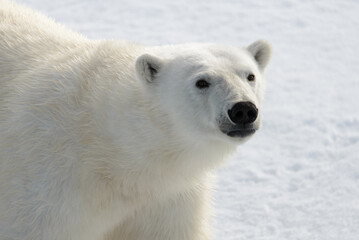 Naklejka na ściany i meble Polar bear's (Ursus maritimus) head close up