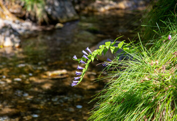 primavera
