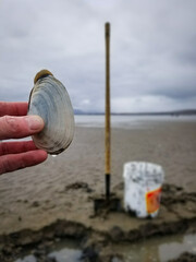 Springtime clam harvesting on Canada’s East Coast. © Denis Comeau