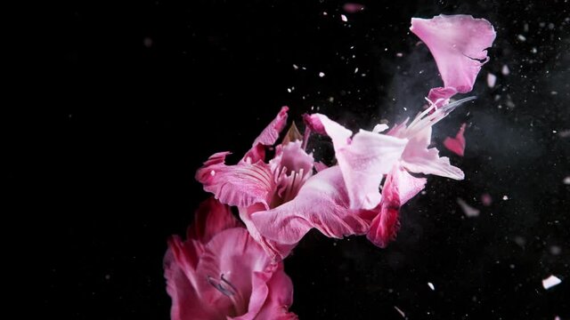 Super slow motion of exploding head of purple iris, frozen by liquid nitrogen. Beautiful flower abstract shot. Filmed on high speed cinema camera, 1000fps.
