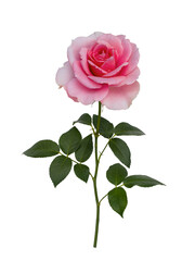 Delicate pink rose with green leaves isolated on white background - obrazy, fototapety, plakaty