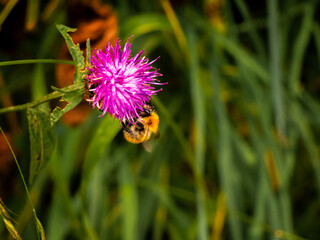Bee on thistle