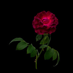 Delicate pink rose with green leaves isolated on black background