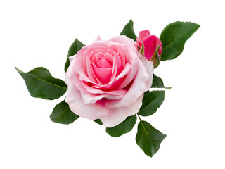 Delicate pink roses with a green leaves