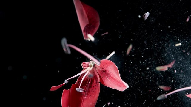Super slow motion of exploding head of red lily, frozen by liquid nitrogen. Beautiful flower abstract shot. Filmed on high speed cinema camera, 1000fps.