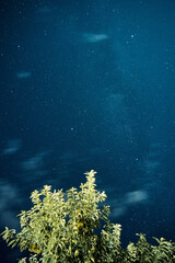 Night sky with Milky way stars and green tree in the foreground