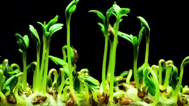 Growth of young green shoots, cultivation microgreens close-up, timelapse