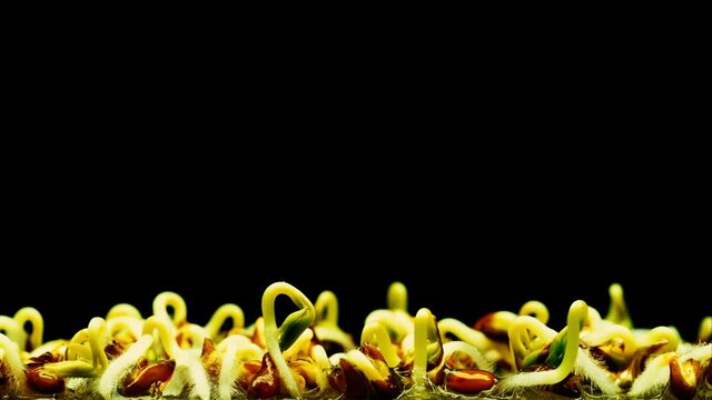 Seed germination close-up on a black background, timelapse macro