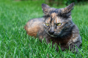 Naklejka na ściany i meble Brown cat with yellow eyes and angry look lie on green grass, copy space. Animal emotions concept