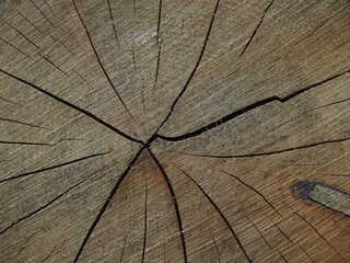 Fototapeta premium Querschnitt eines Baumes welches sich hervorragend als Hintergrund eignet