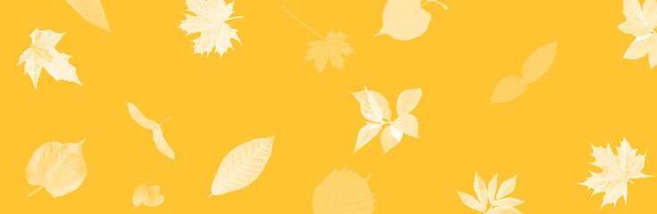 Yellow background. Autumn. Falling leaves. Banner