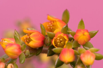 small beautiful flowers in the foreground with abstract background