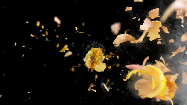 Super slow motion of exploding head of yellow rose, frozen by liquid nitrogen. Beautiful flower abstract shot. Filmed on high speed cinema camera, 1000fps.