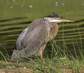Grey Heron