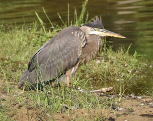 Grey Heron