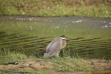 Grey Heron