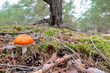 mushroom in the forest