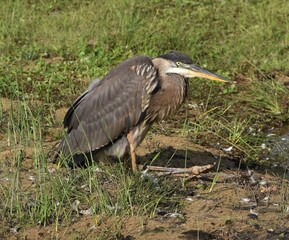 Grey Heron