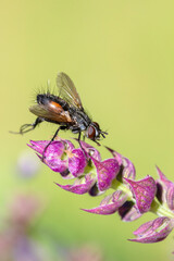 Gonia Divisa Fly on Salvia