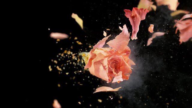 Super slow motion of exploding head of orange rose, frozen by liquid nitrogen. Beautiful flower abstract shot. Filmed on high speed cinema camera, 1000fps.