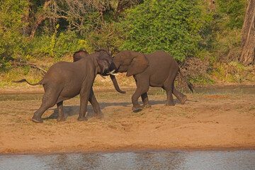 Young African Elephant bulls fighting 13670