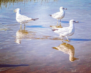 seagull on the beach
