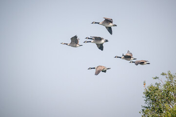 Canada geese, branta canadensis, in flight