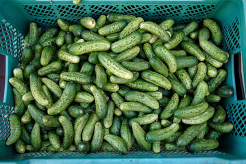 Green cucumbers in the local market