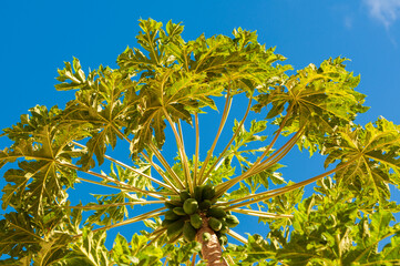 copa do pé de mamão com frutos verde 