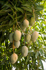 cacho de manga tipo espada pendurado no pé de mangueira