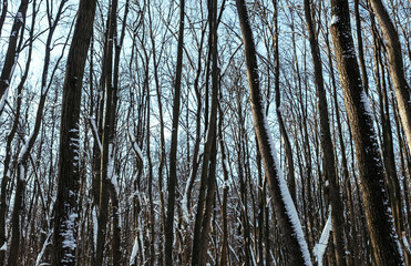 Trunks of trees in the winter forest on a clear sunny day.