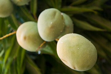 manga tipo espada no pé de mangueira visto de baixo
