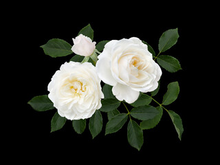 Beautiful white rose with green foliage