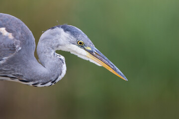 Close-up of Grey Heron (Ardea cinerea), soft-focus green background