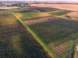 Aerial top view of green wavy field with shadows from sunlight in the evening. Aerial drone shot. Agricultural area of Belarus