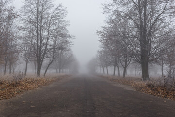 Old asphalt road in autumn park with trees in the fog