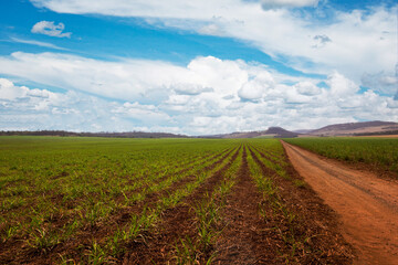 Fototapeta na wymiar Sugar cane smal and young planting on a farm with sky with clouds. South America agricultural economy image concept.