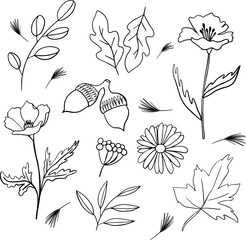 Vector illustration  autumn leaves  flowers poppy abstract nature natural graphic design line outline acorn fall texture element decoration