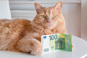 Cat with stethoscope and money banknotes under his paws. Veterinary expenses concept. Thematic on...